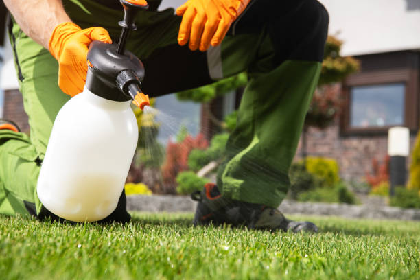 Best Ant Control Services  in Big Lake, MN