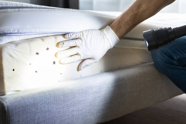 Best Local Pest Control Services  in Big Lake, MN