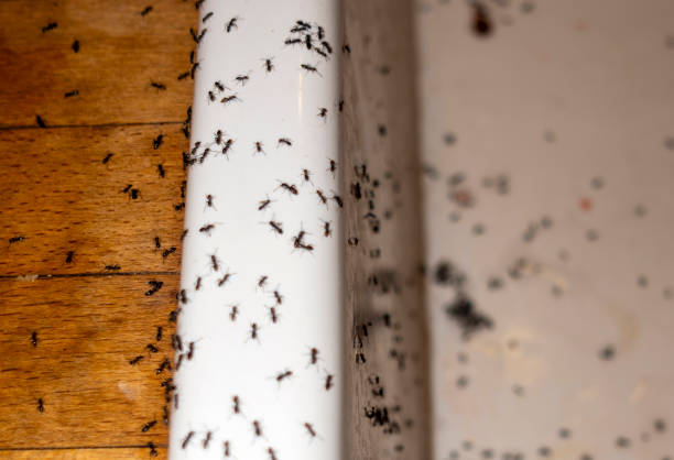 Best Flea Control Services  in Big Lake, MN