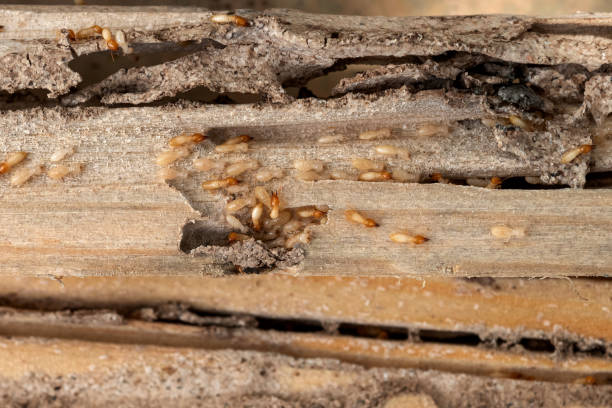 Best Wildlife Control Services  in Big Lake, MN