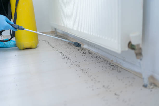 Best Mosquito Control Services  in Big Lake, MN
